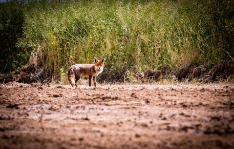 Renard dans la nature